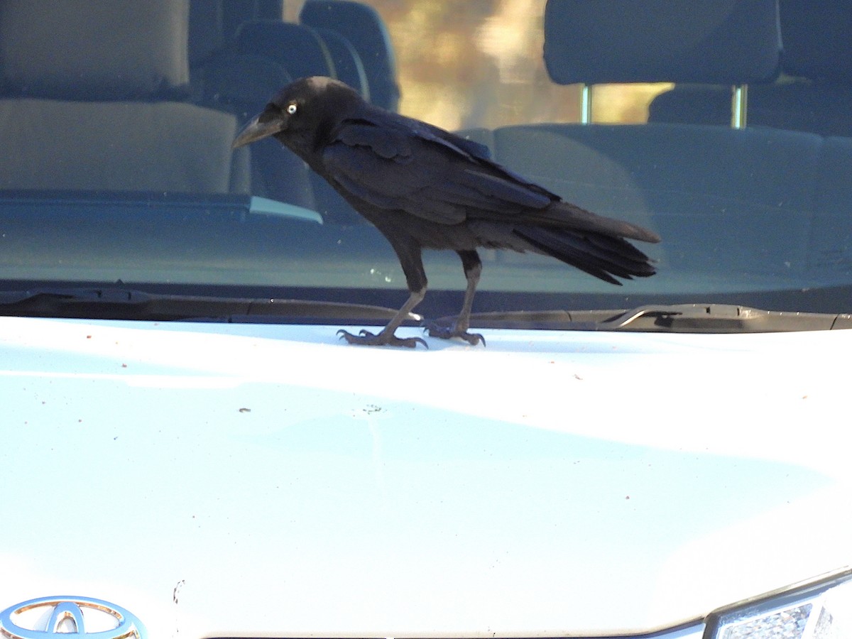 Torresian Crow - ML639258989