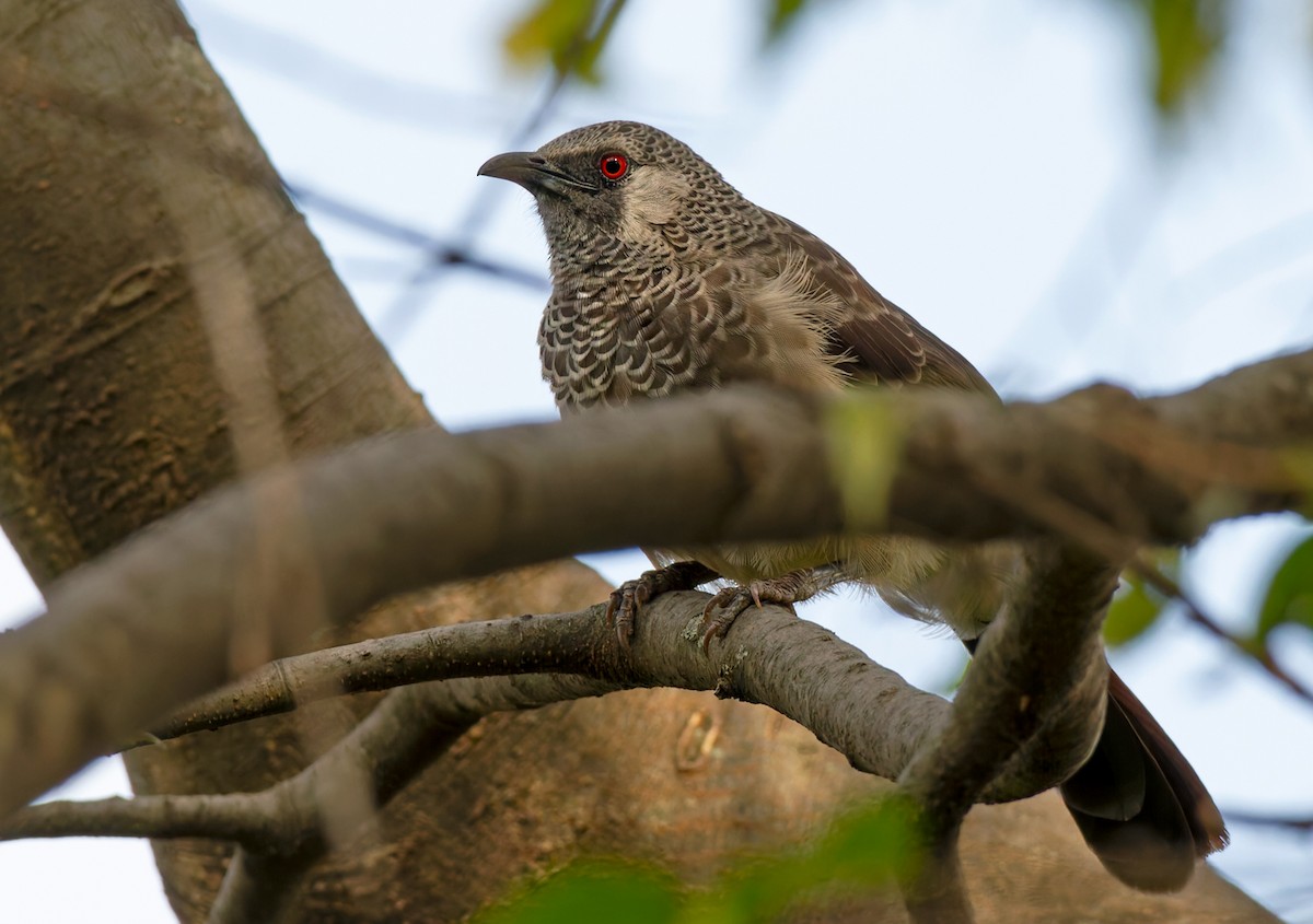 White-rumped Babbler - ML639259042