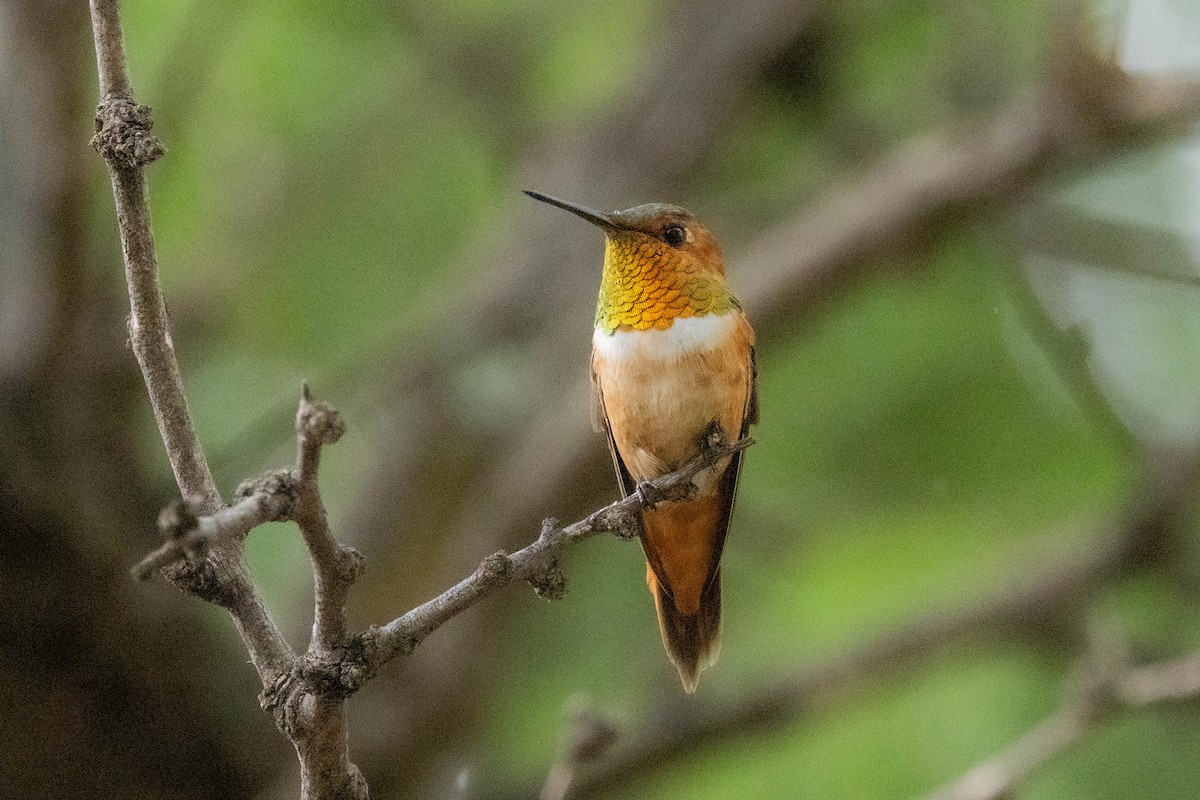 Rufous/Allen's Hummingbird - ML639259092