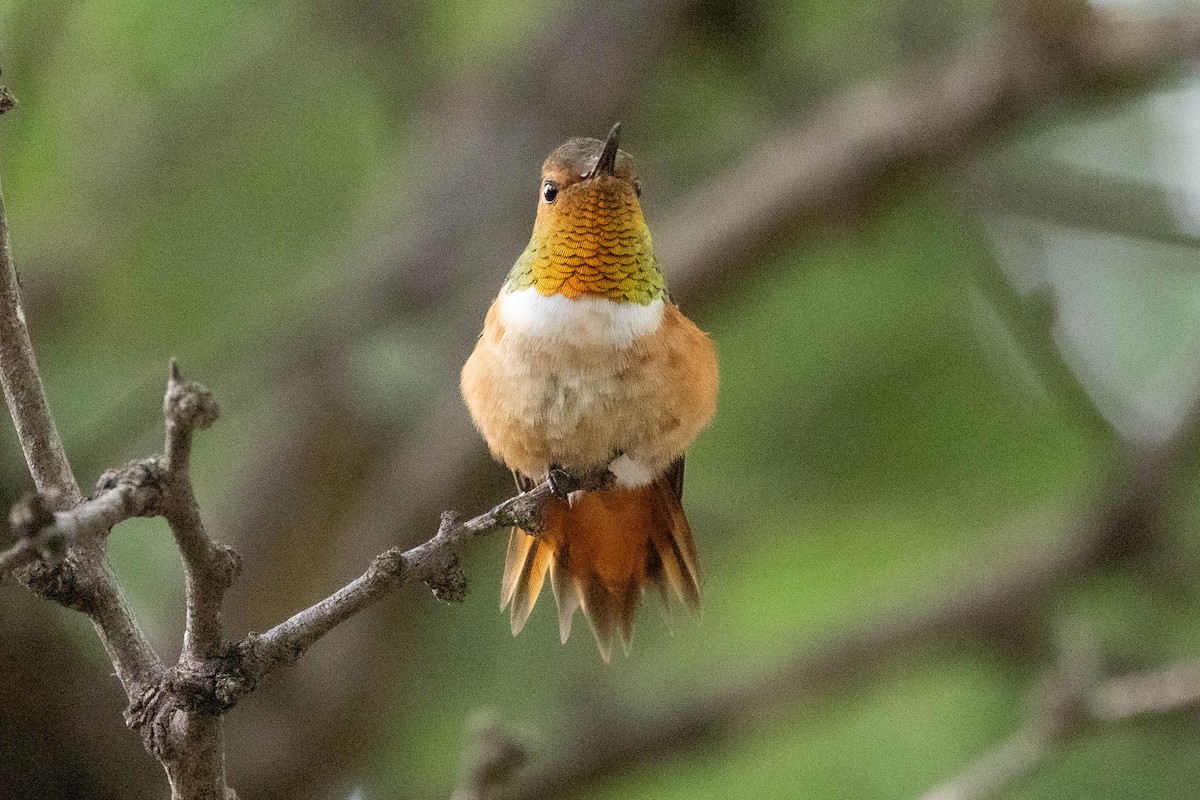 Rufous/Allen's Hummingbird - ML639259093