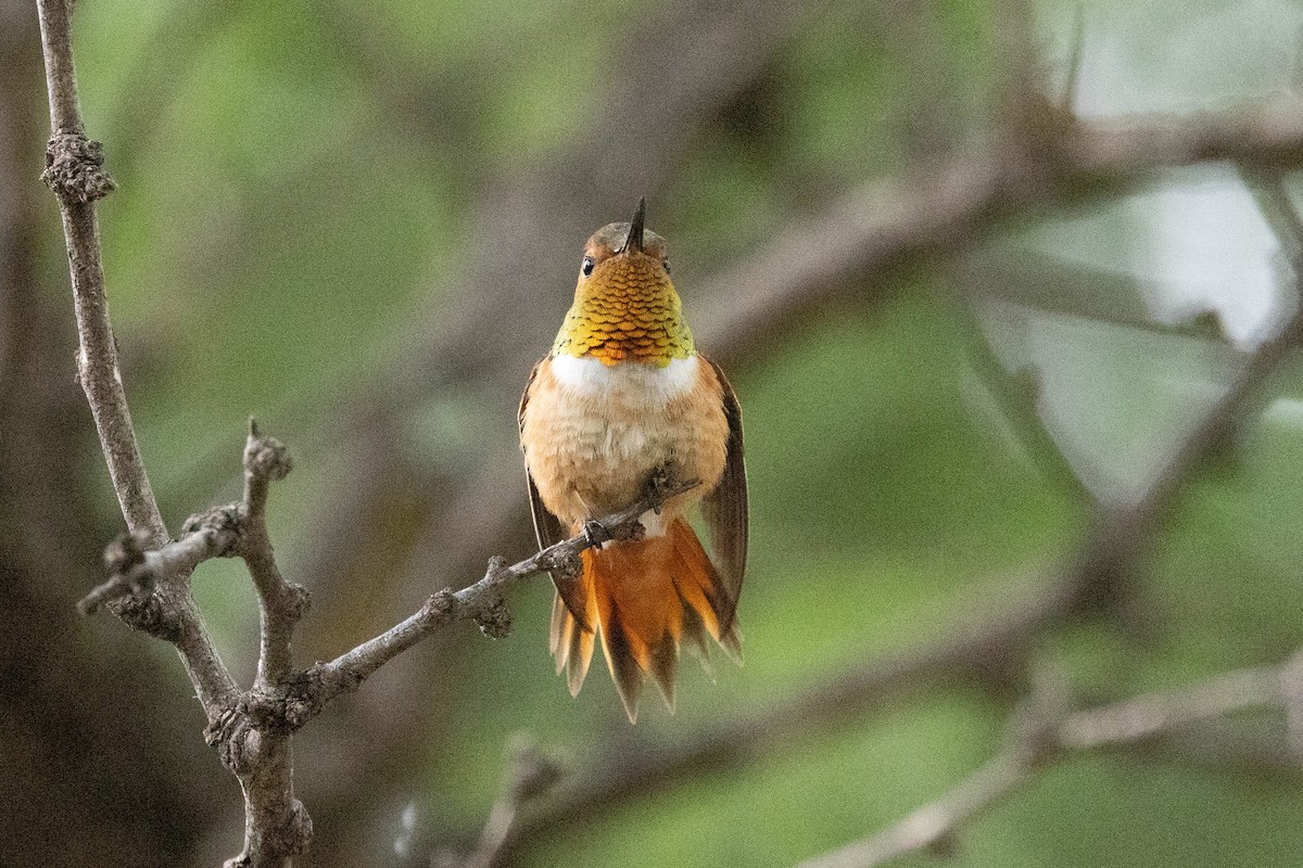 Rufous/Allen's Hummingbird - ML639259094