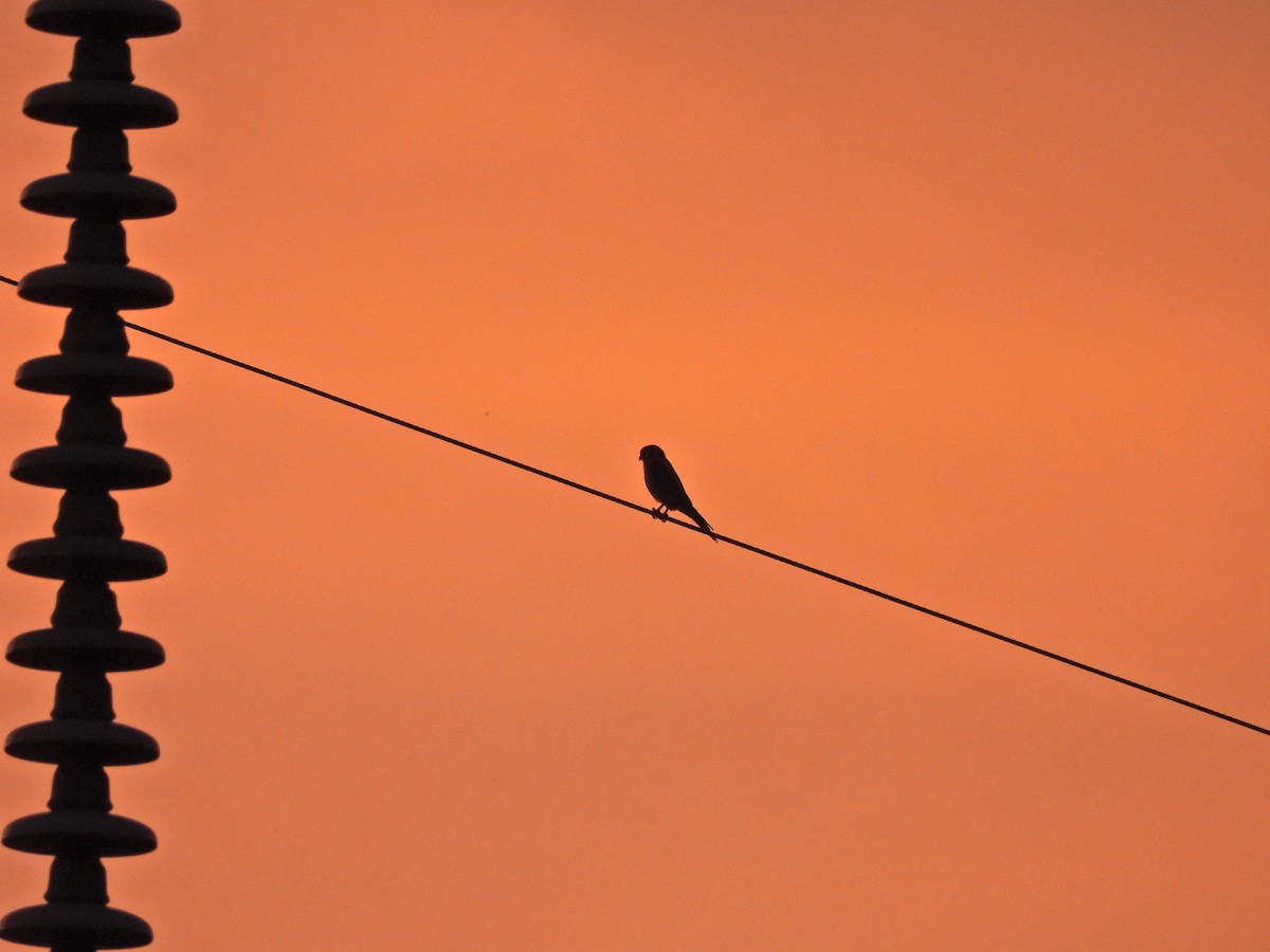 American Kestrel - ML639259132