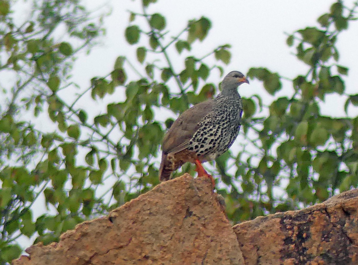 Hildebrandt's Spurfowl - ML639259171