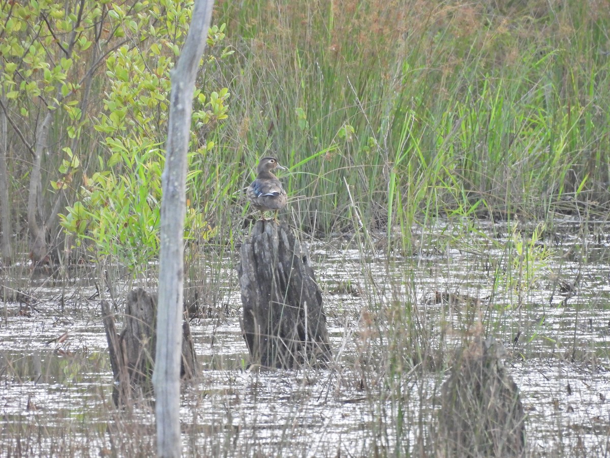 Wood Duck - ML639259175