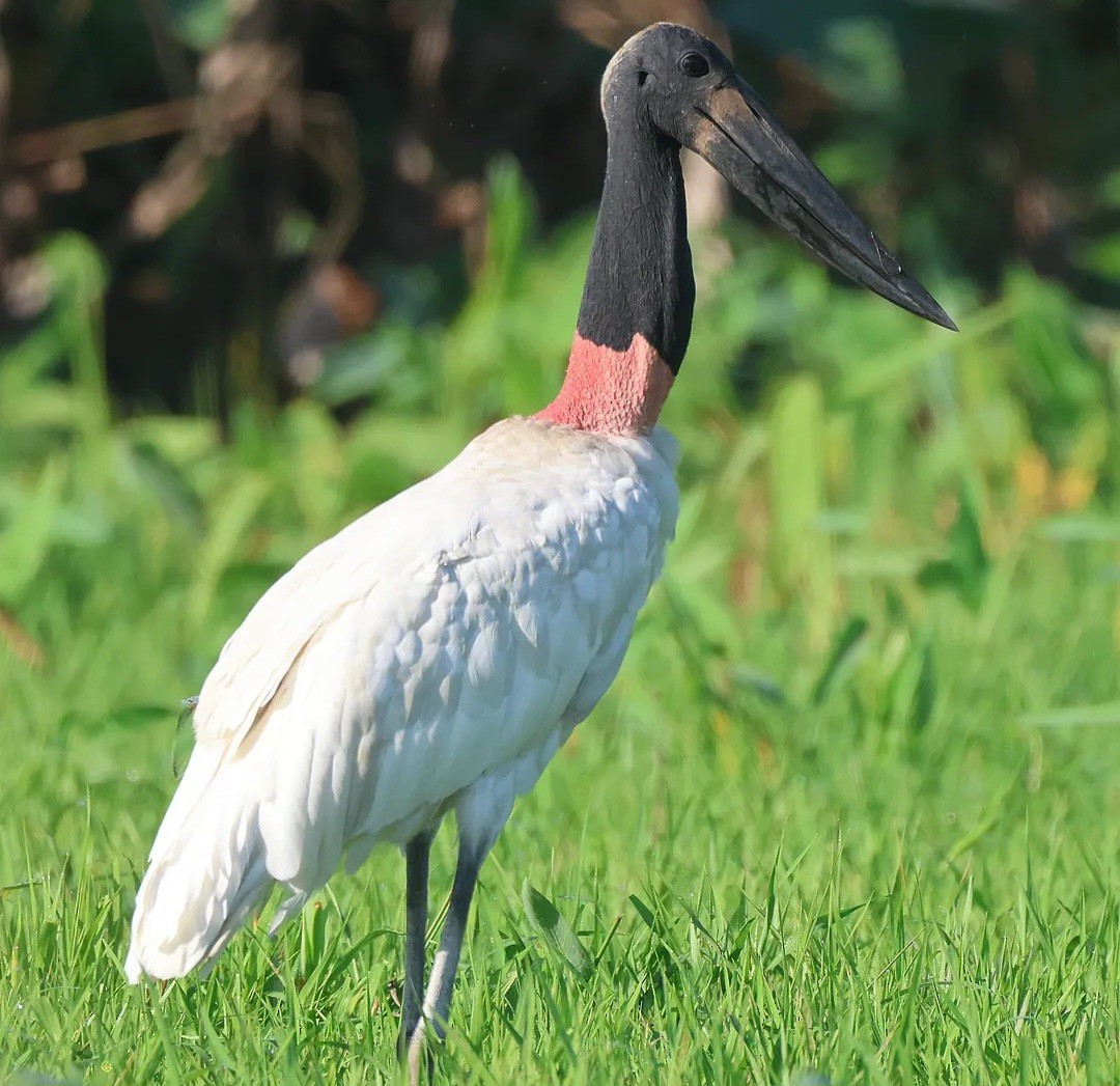Jabiru - ML639259255