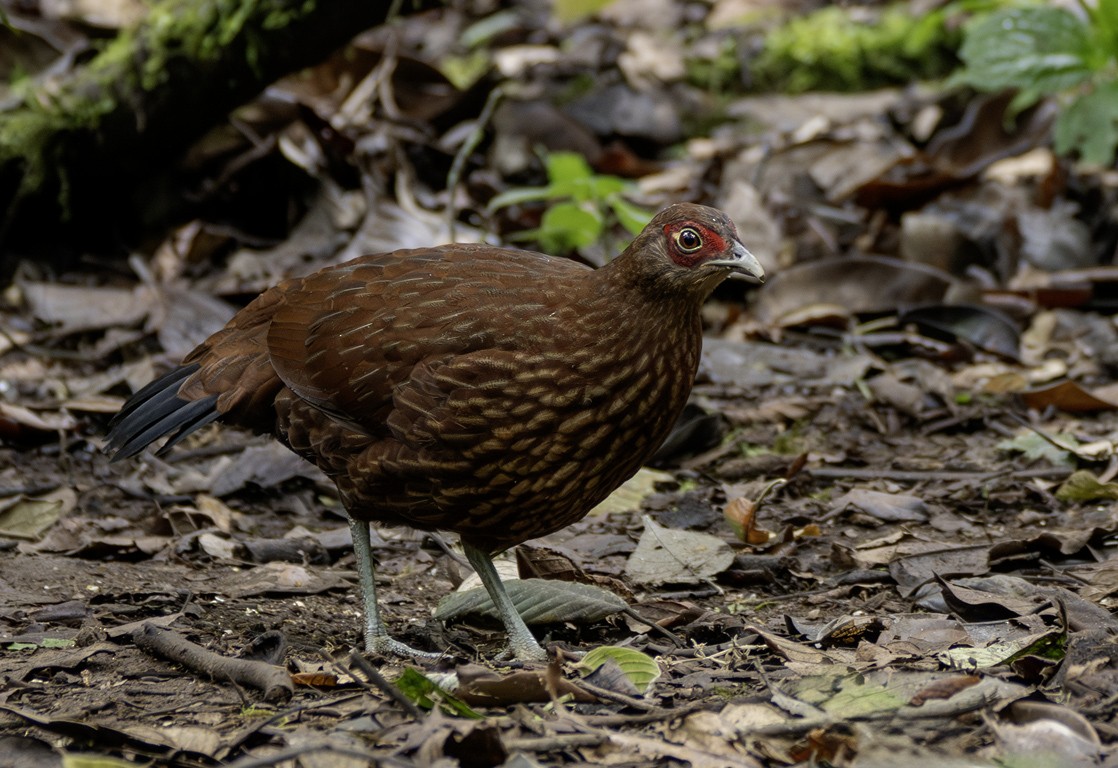 Salvadori's Pheasant (Salvadori's) - ML639259265