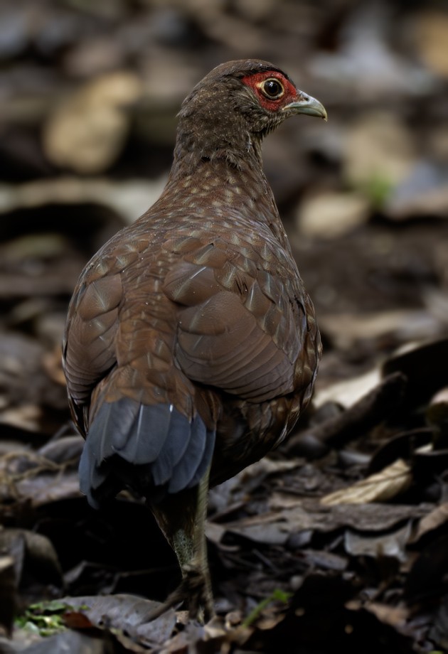 Salvadori's Pheasant (Salvadori's) - ML639259272