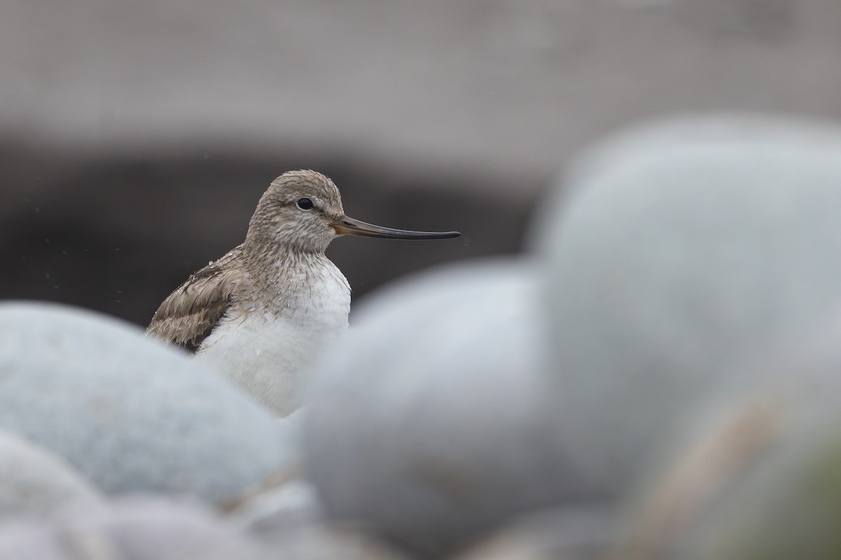 vodouš malý - ML639259290