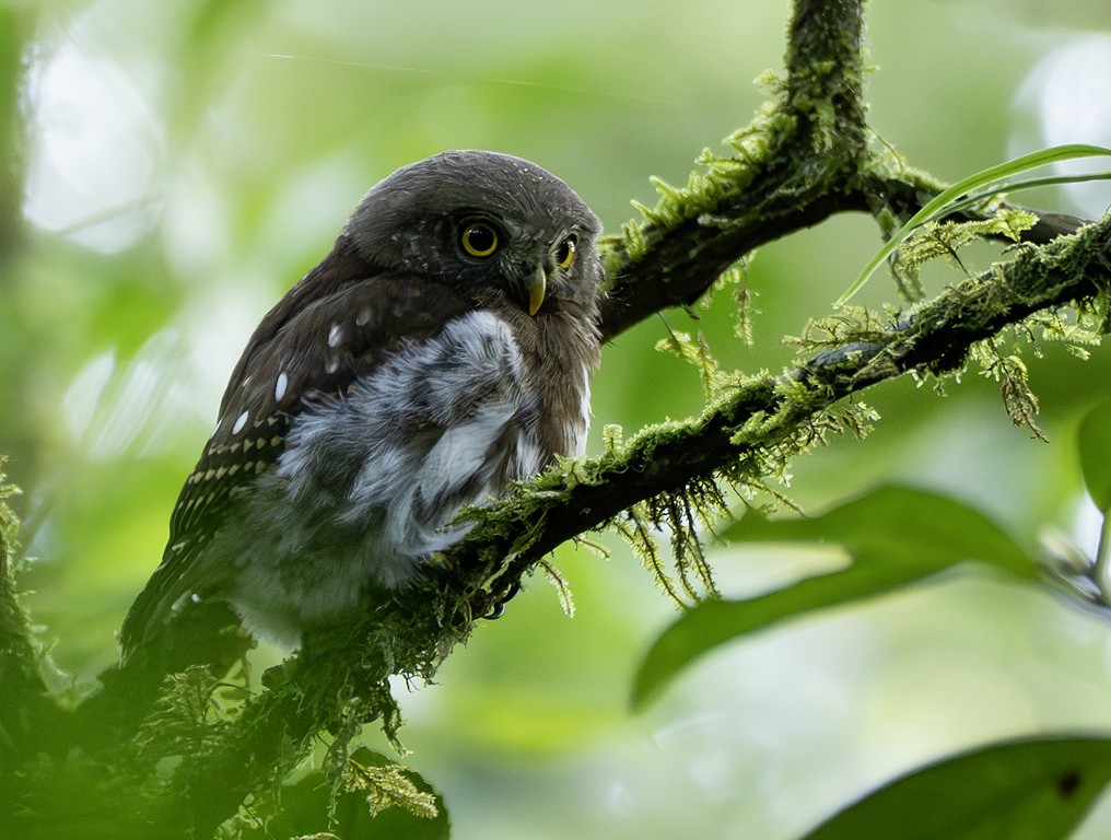 Sunda Owlet - ML639259396