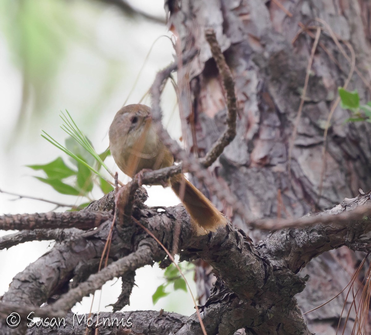 Rufous-tailed Babbler - ML639259404