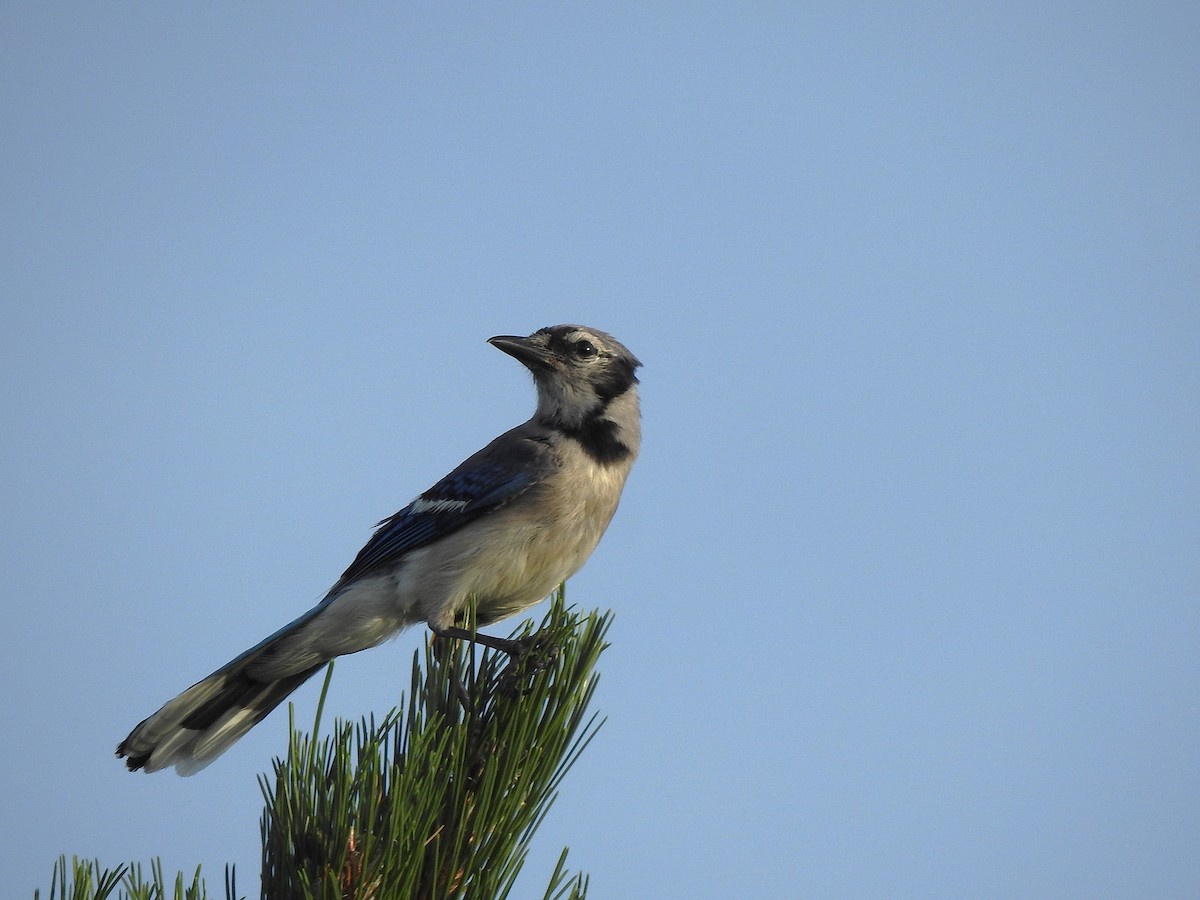 Blue Jay - ML639259413