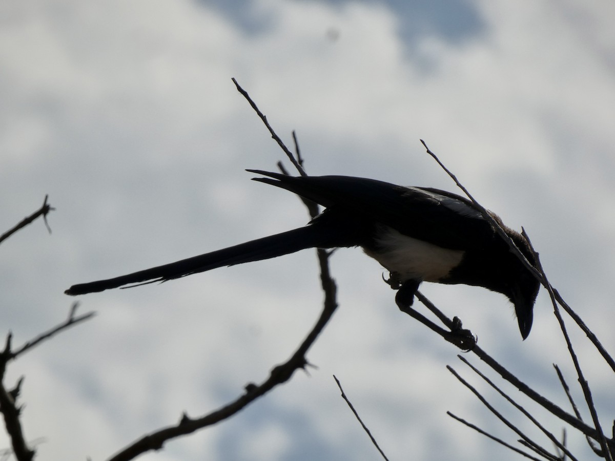 Black-billed Magpie - ML639259429