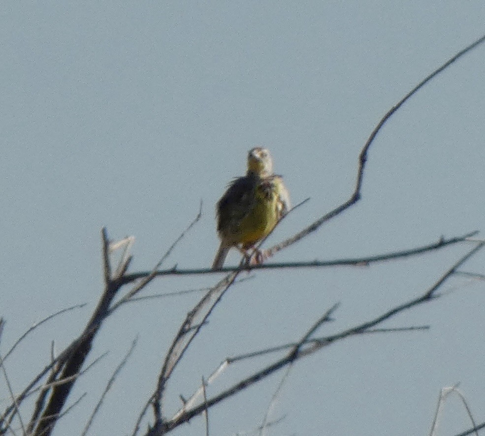 Western Meadowlark - ML639259460