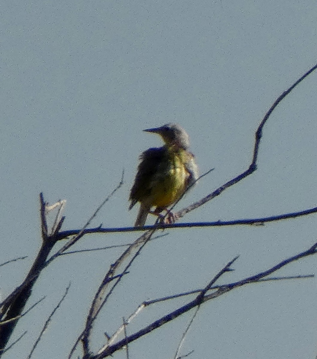 Western Meadowlark - ML639259469