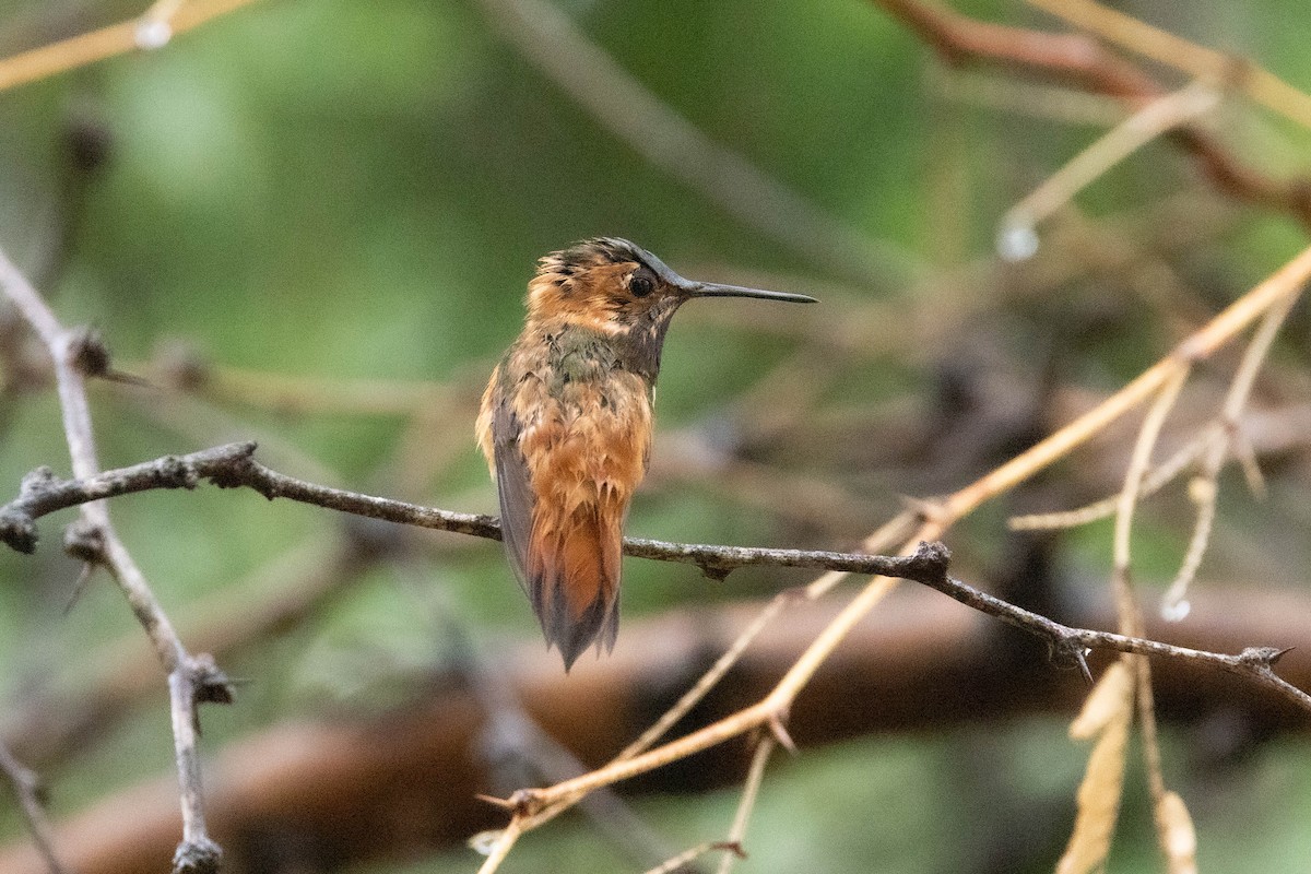 Rufous/Allen's Hummingbird - ML639259619