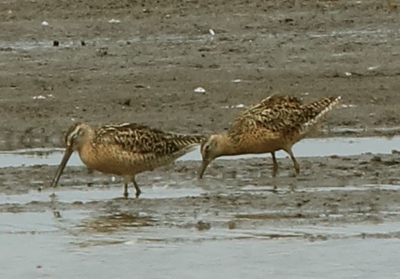 Short-billed Dowitcher - ML639259656