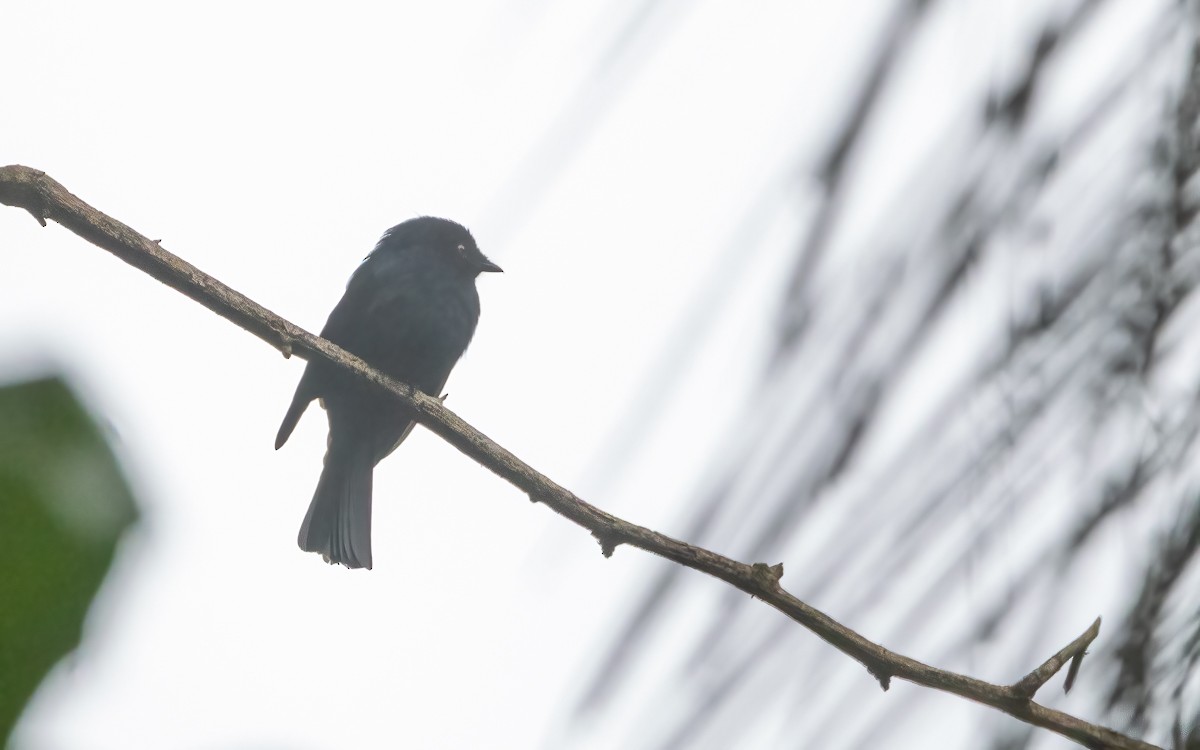 Sharpe's Drongo - ML639259761