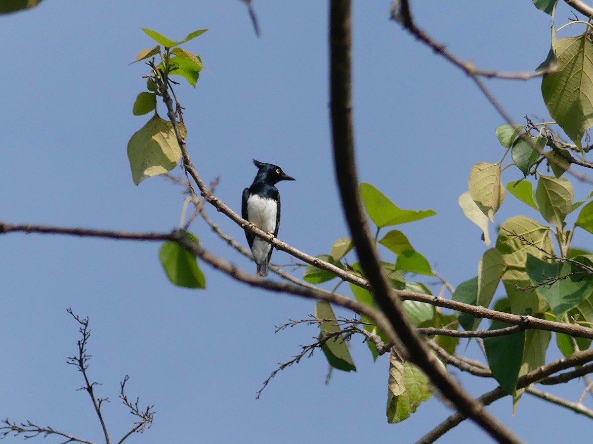 Black-and-white Shrike-flycatcher - Bob Andrews