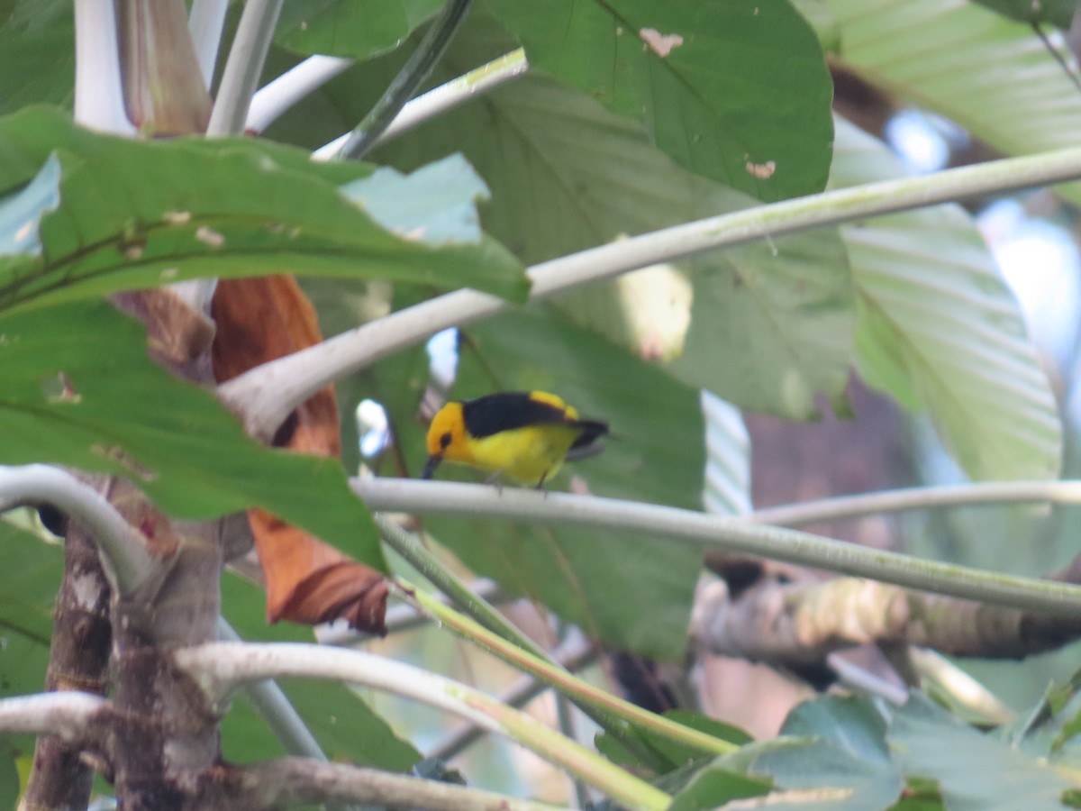 Black-and-yellow Tanager - ML639259846