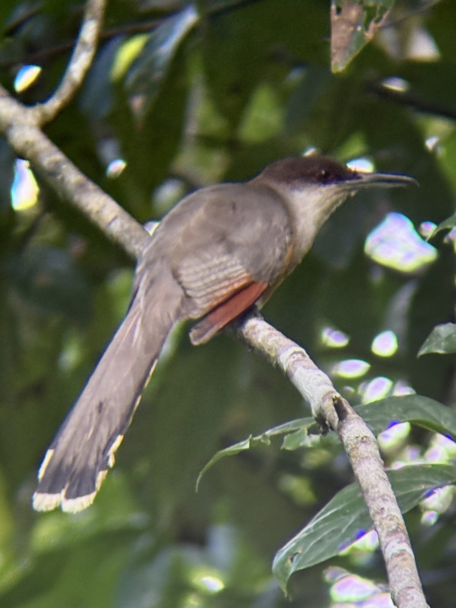 Jamaican Lizard-Cuckoo - ML639260027