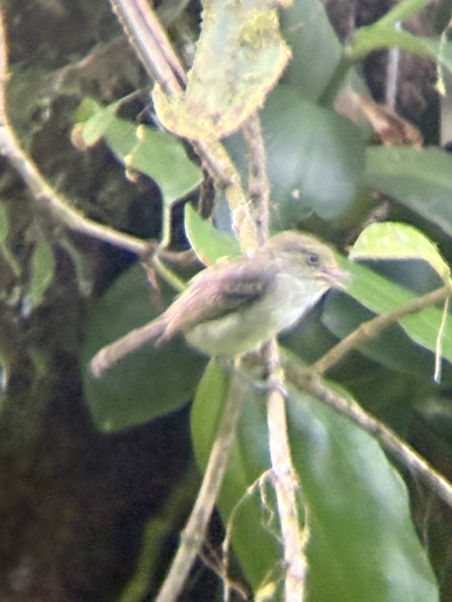 Jamaican Vireo - ML639260040