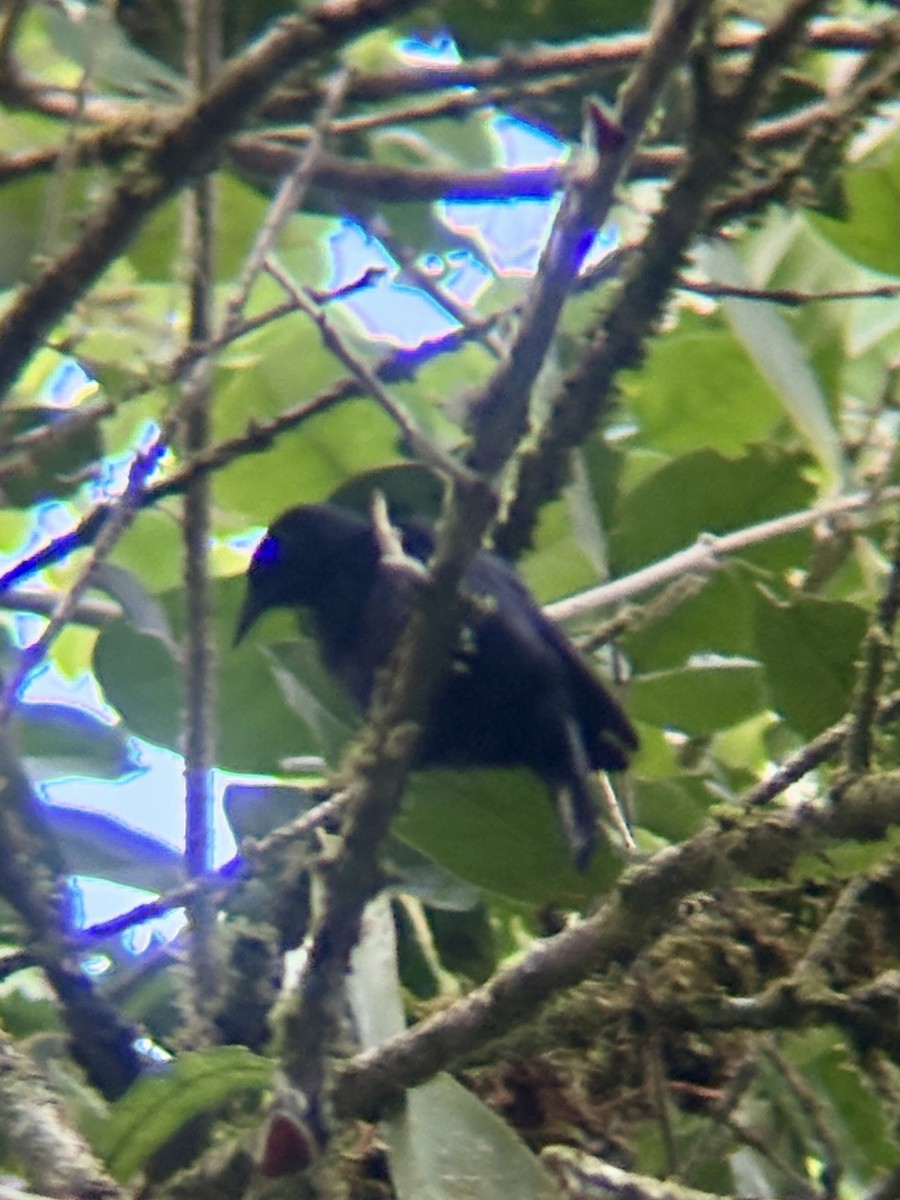 jamaicatrupial - ML639260044