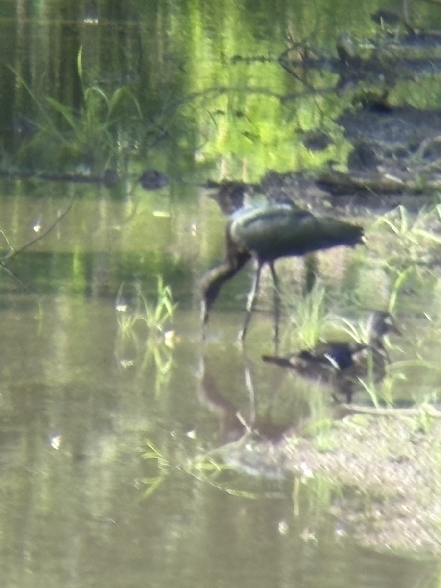 Glossy Ibis - ML639260046