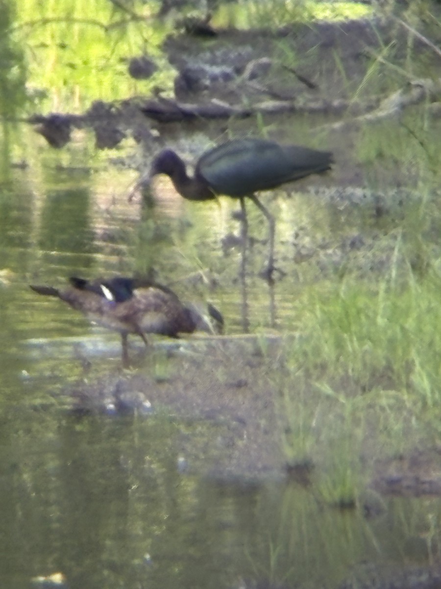 Glossy Ibis - ML639260047