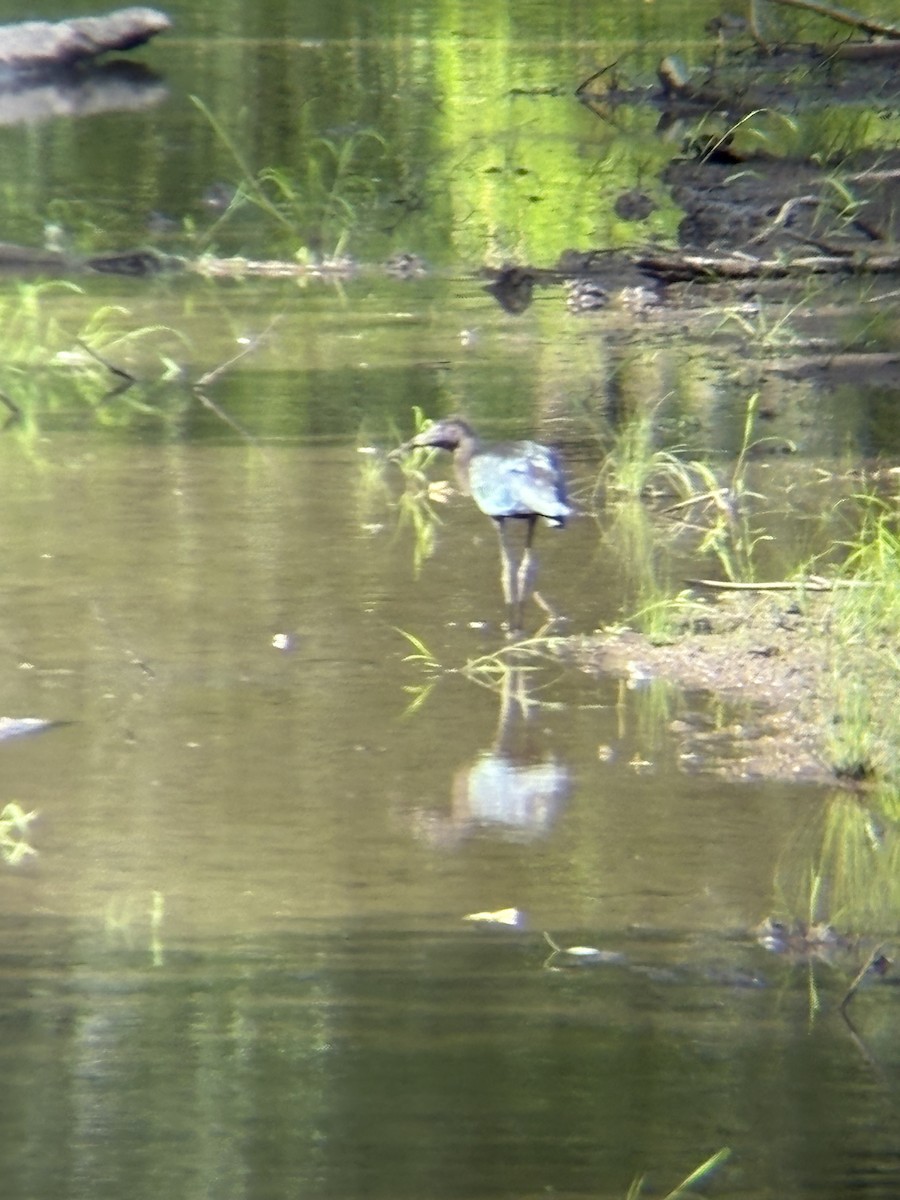 Glossy Ibis - ML639260048