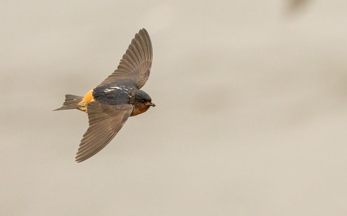 Red-throated Swallow - ML639260114