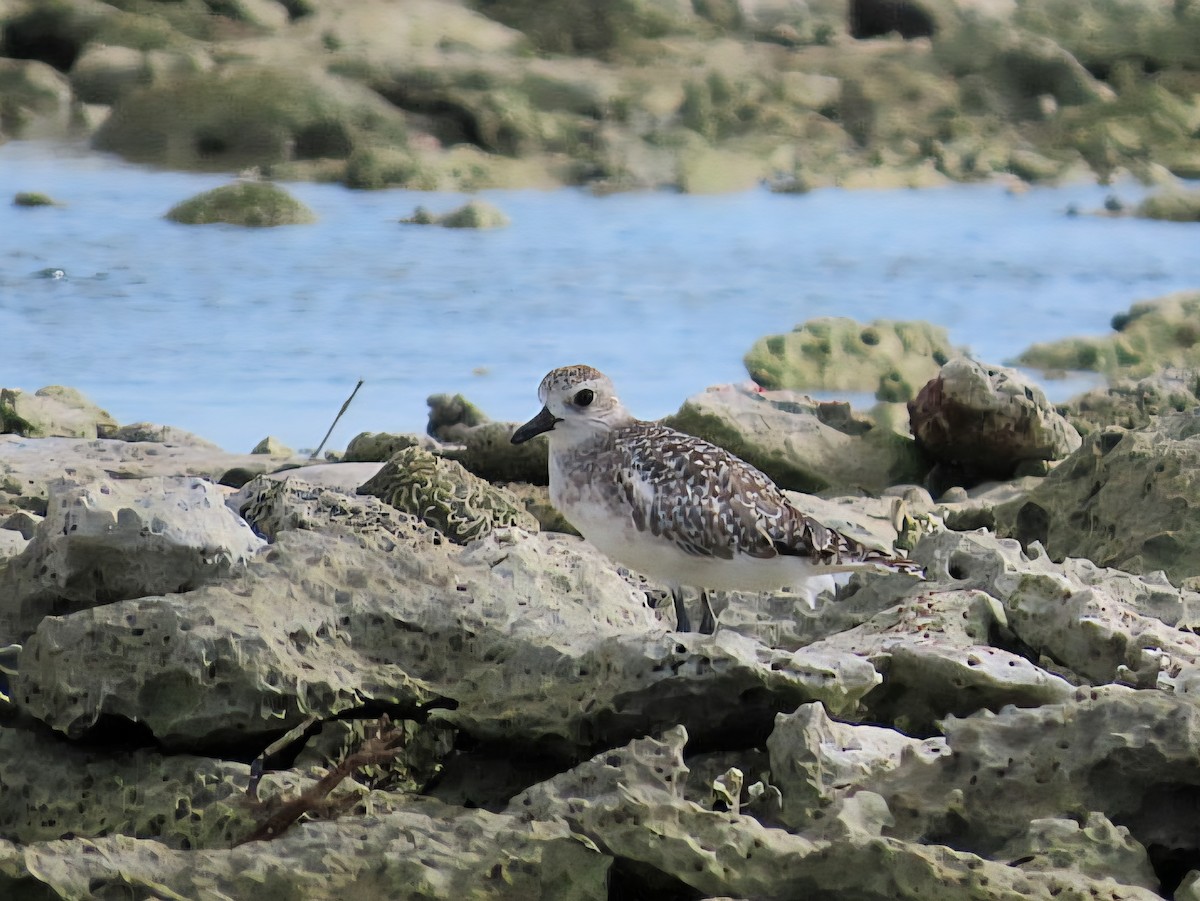 Black-bellied Plover - ML639260188