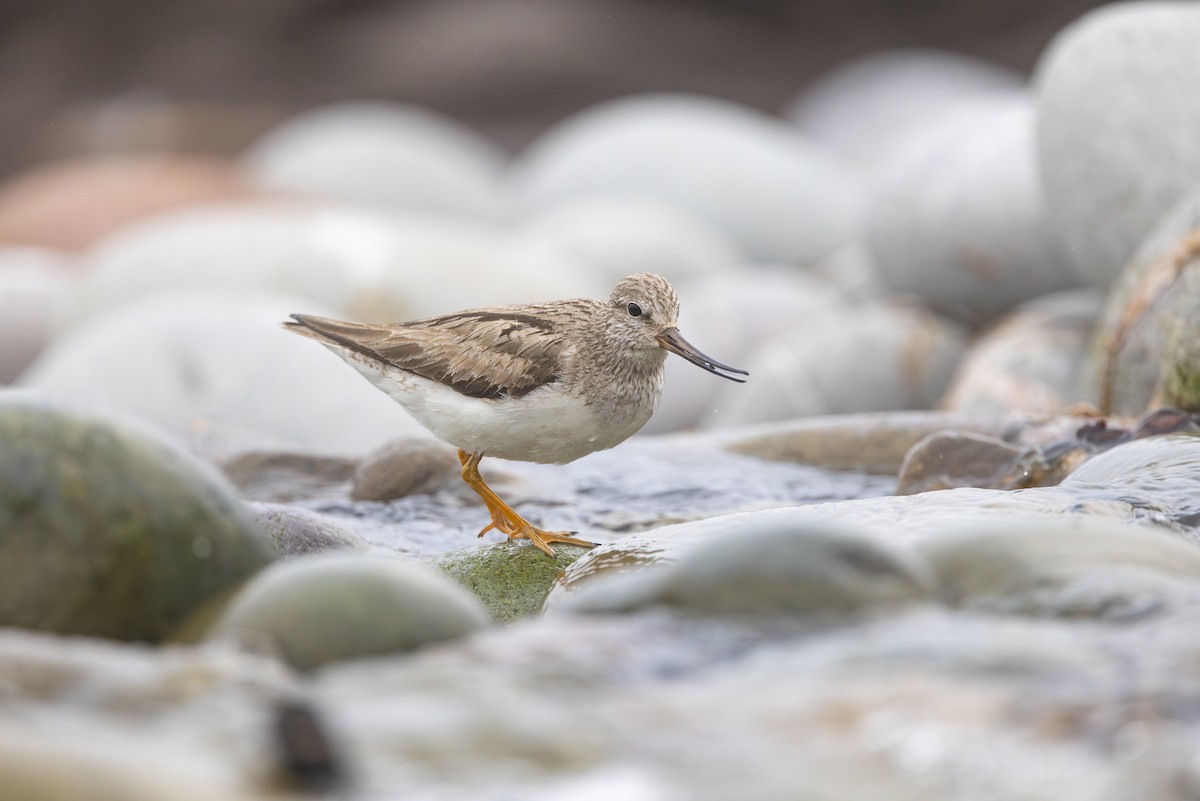 vodouš malý - ML639260192