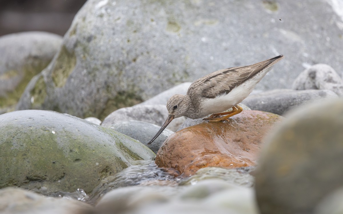 vodouš malý - ML639260193