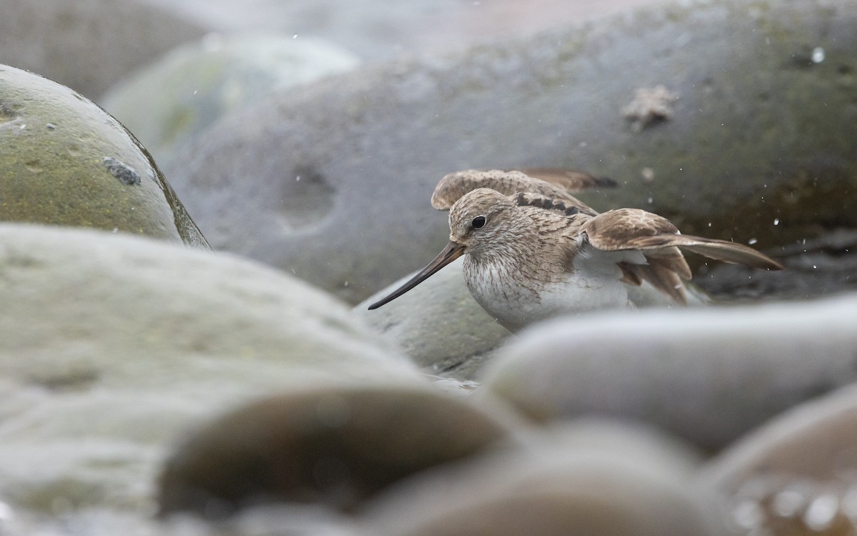 vodouš malý - ML639260194