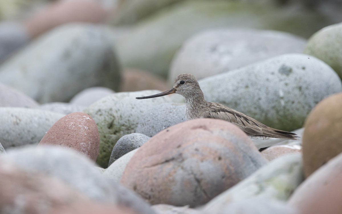 vodouš malý - ML639260197