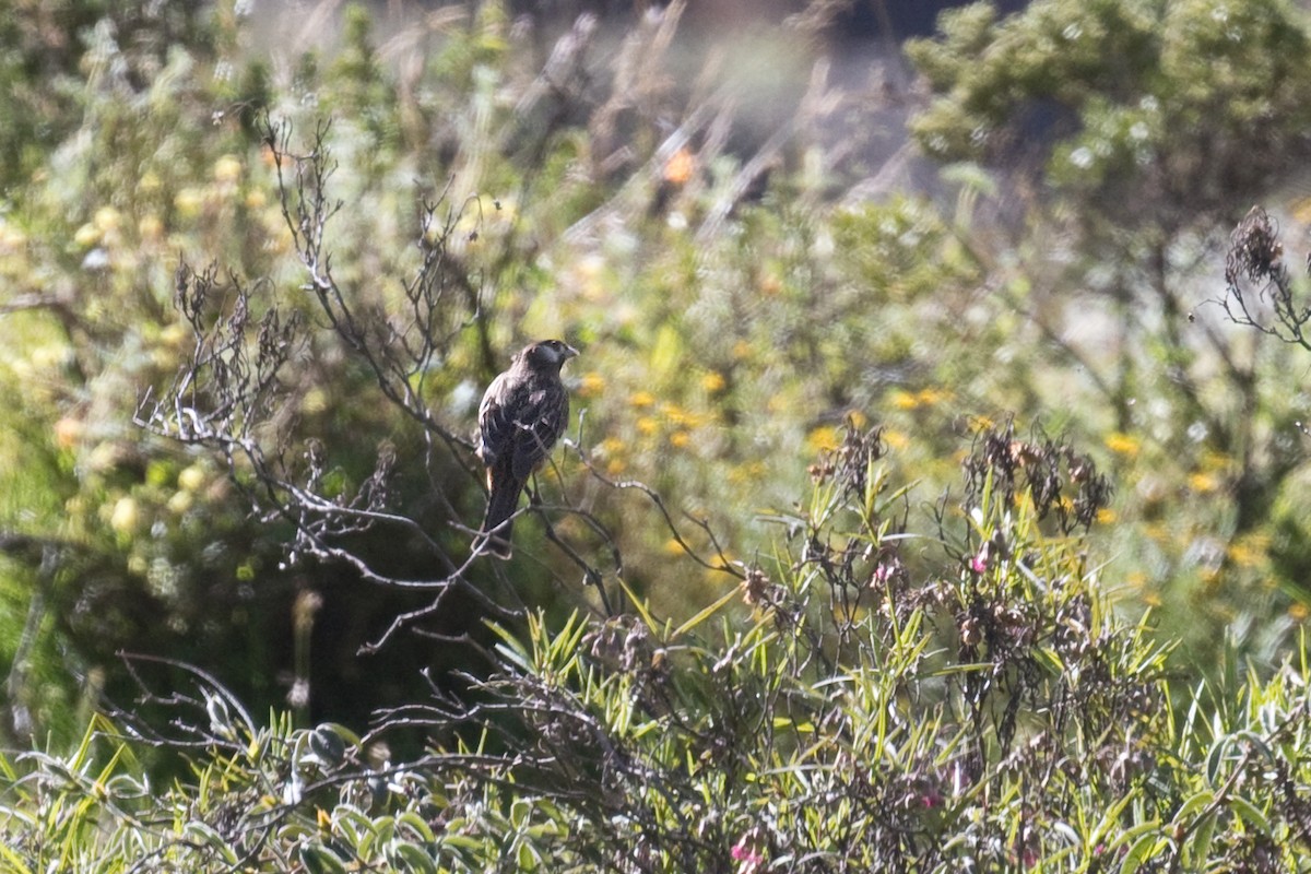 White-cheeked Cotinga - ML639260209