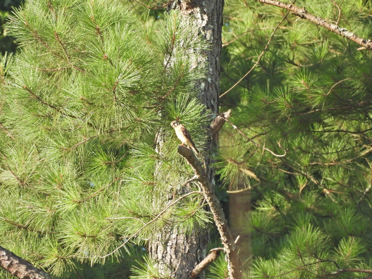 American Kestrel - ML639260238