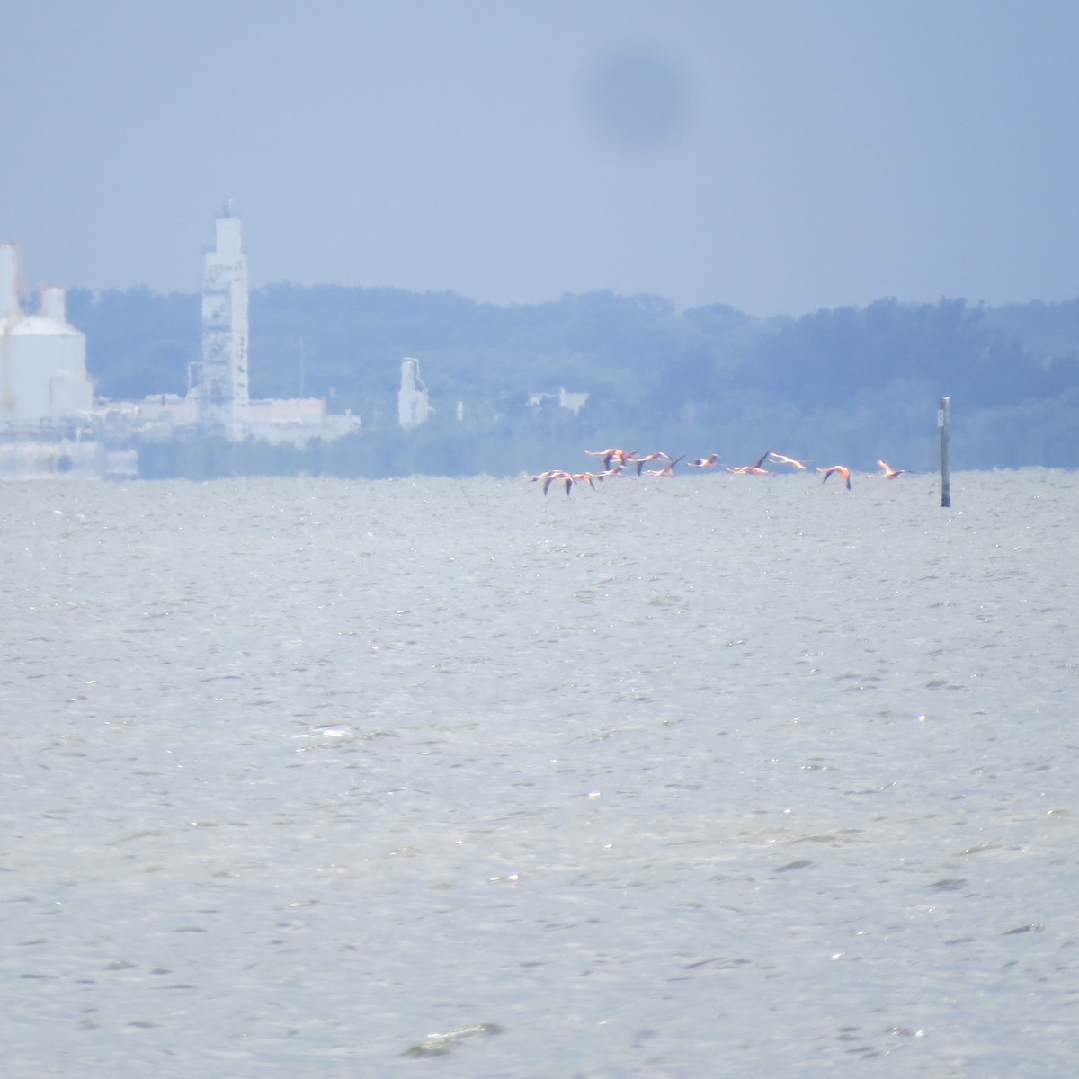 American Flamingo - ML639260306