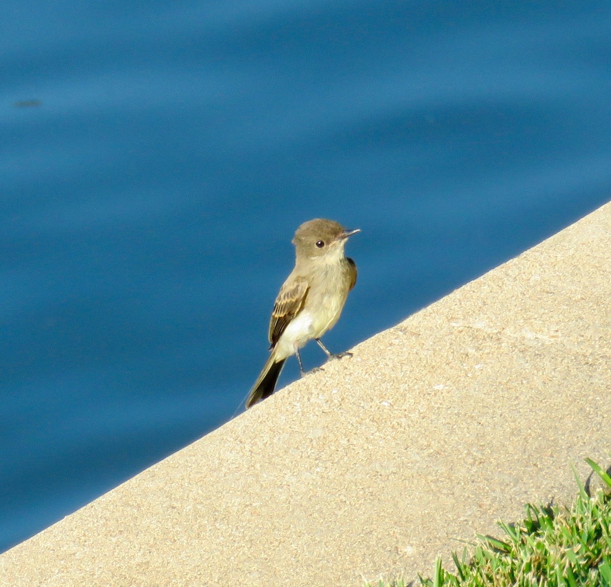 Eastern Phoebe - ML63926031