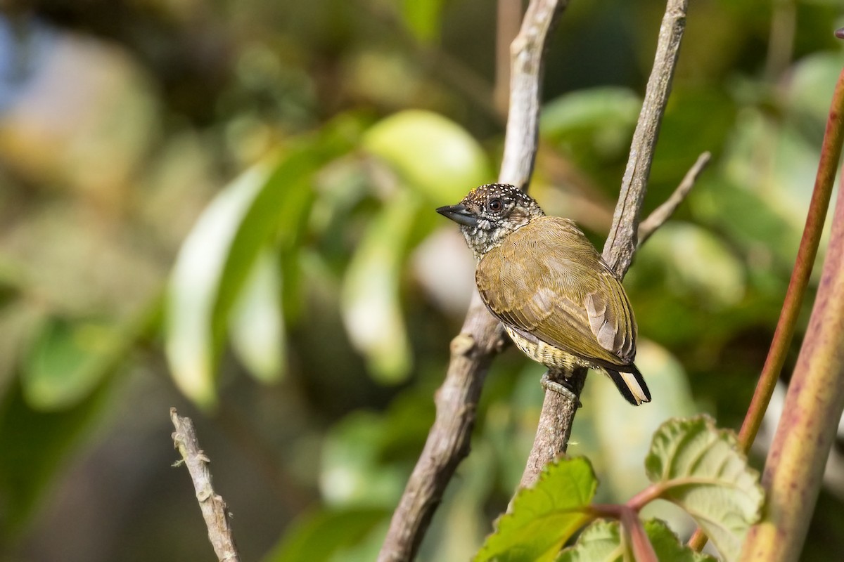 Lafresnaye's Piculet - ML639260404