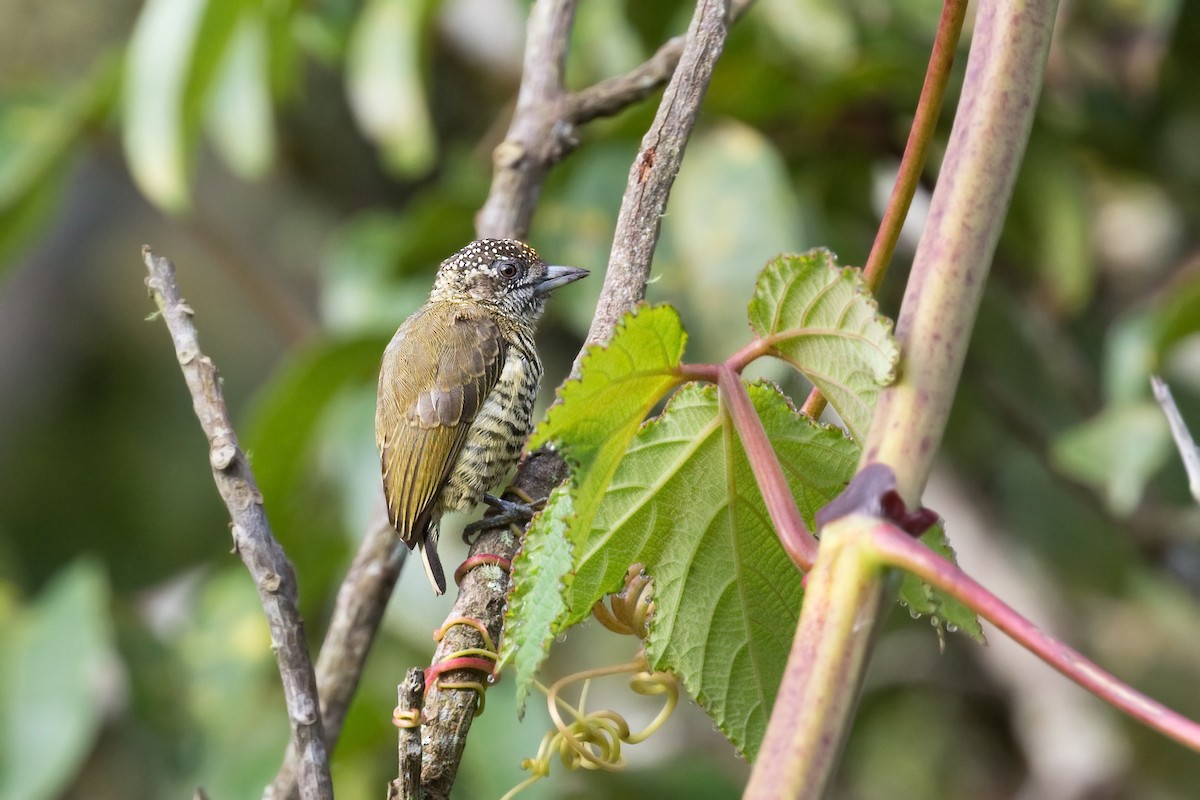 Lafresnaye's Piculet - ML639260412