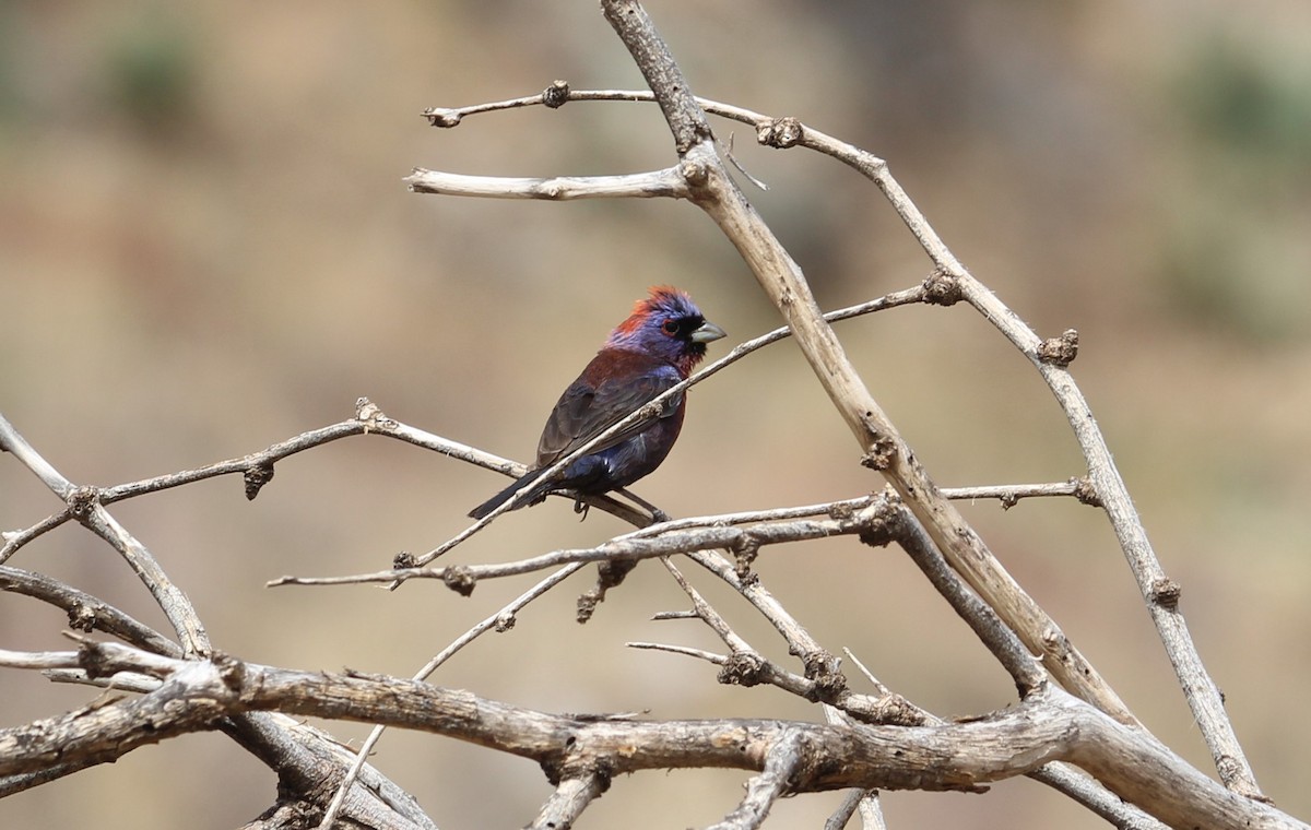 Varied Bunting - ML639260415