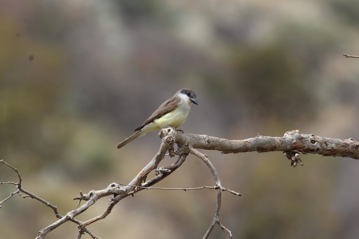 Thick-billed Kingbird - ML639260489