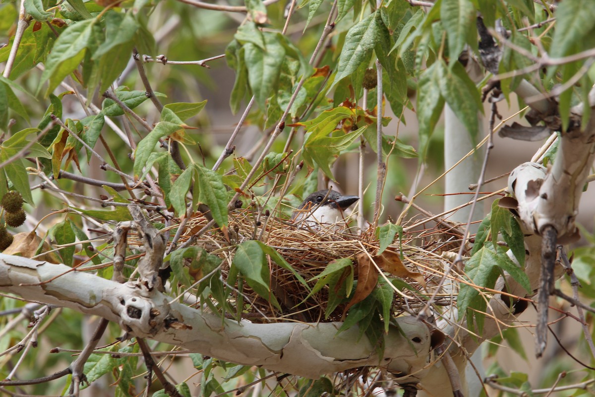 Thick-billed Kingbird - ML639260490