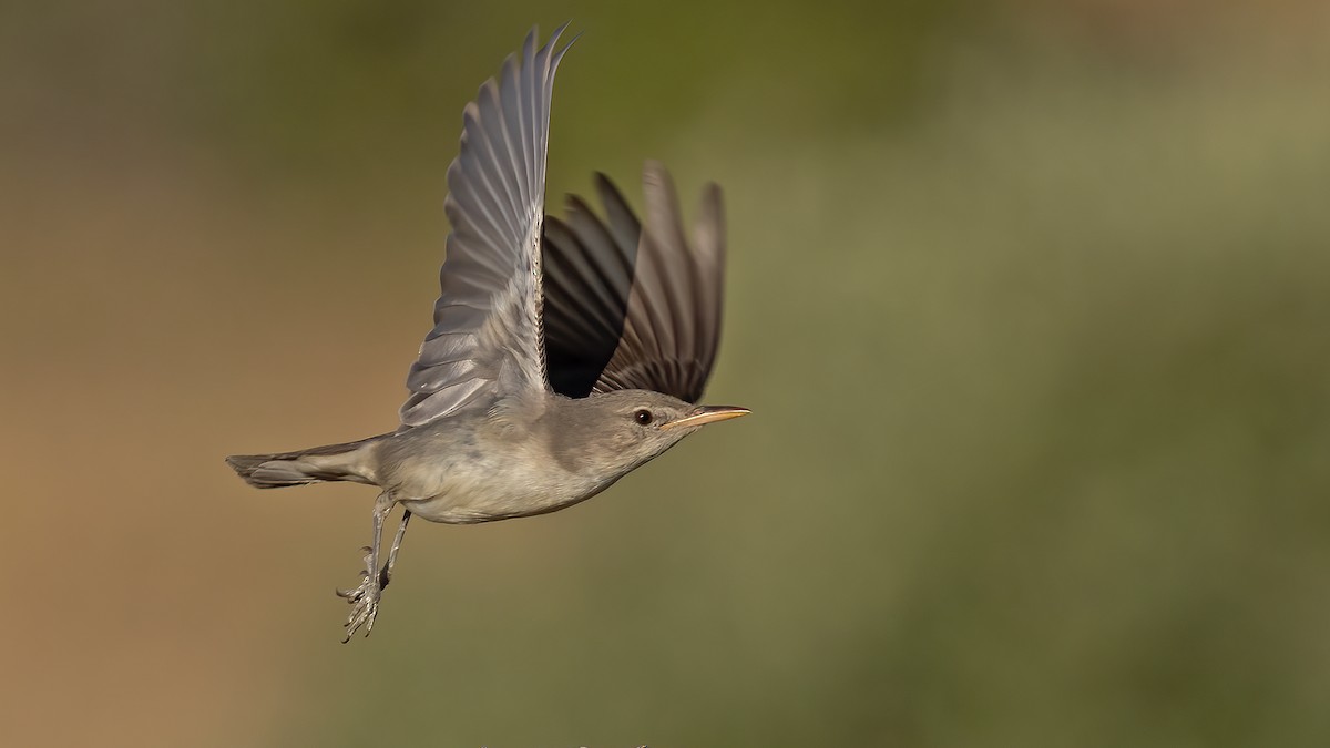 Olive-tree Warbler - ML639260496