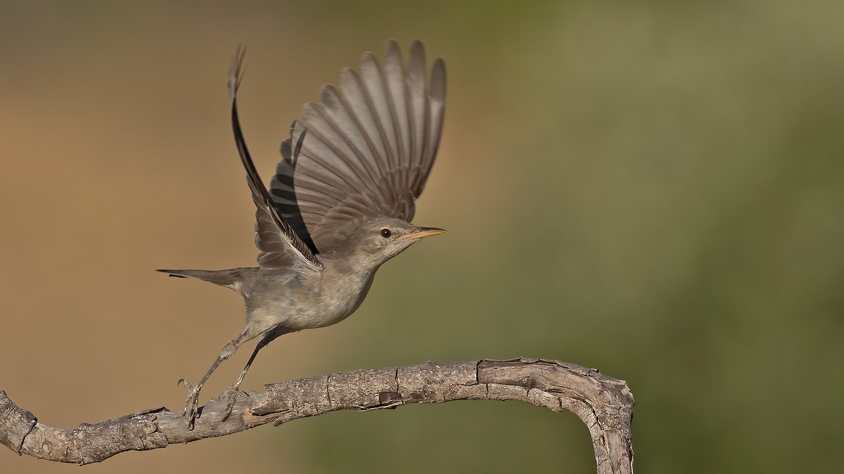 Olive-tree Warbler - ML639260514