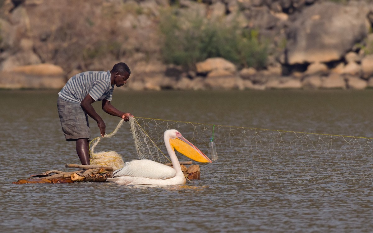 Great White Pelican - ML639260580