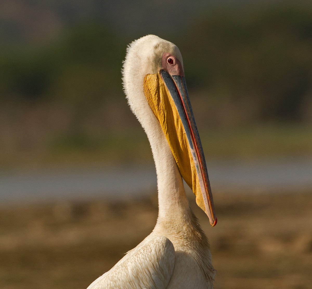 Great White Pelican - ML639260583