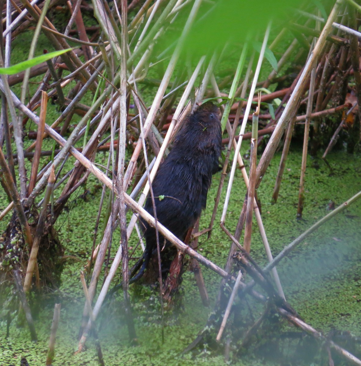 European Water Vole - ML639260713