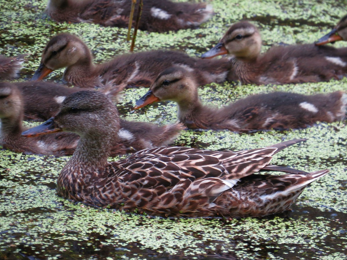 Gadwall - ML639260753